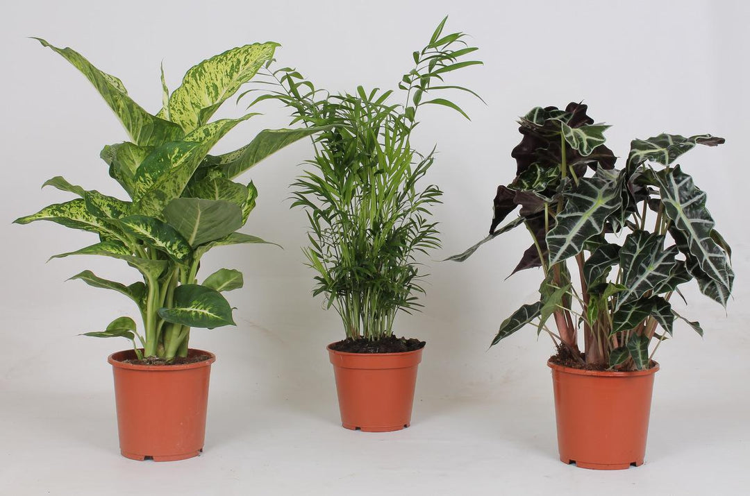 Indoor Plant Mix 3 Pack - Houseplants for Home & Office Decor