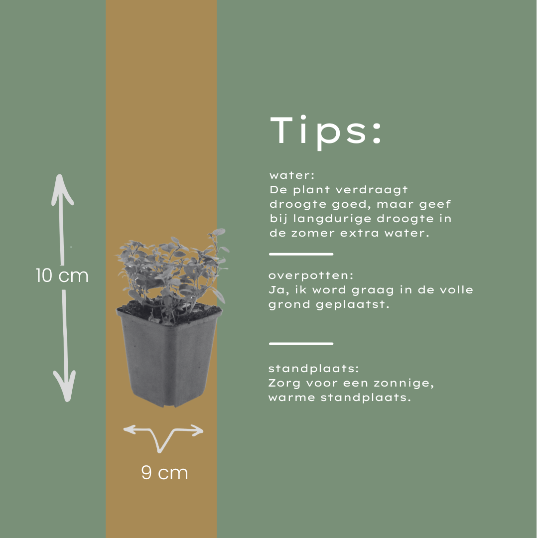 6x Origanum laevigatum 'Herrenhausen' - ↕10-25cm - Ø9cm