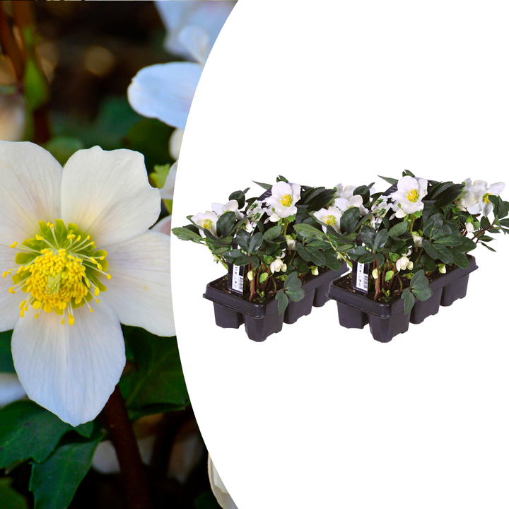 White Christmas roses in black six-pack trays, Helleborus niger ‘Christmas Carol’ by Everspring.
