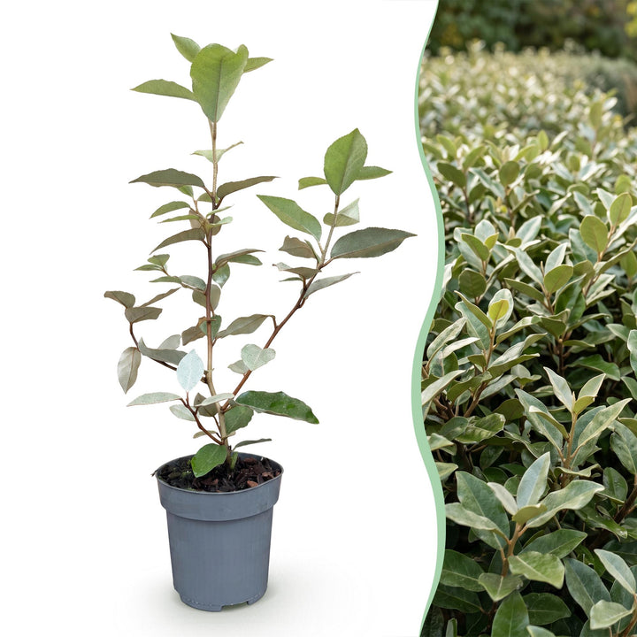 40 Elaeagnus ebbingei 'Compacta' hedging plants in 9cm pots, 25-35cm tall - view 3
