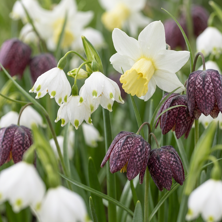 240x Bulb Wet Garden - Bulbe de jardin humide - Divers - Floraison estivale - Calibre 10/12