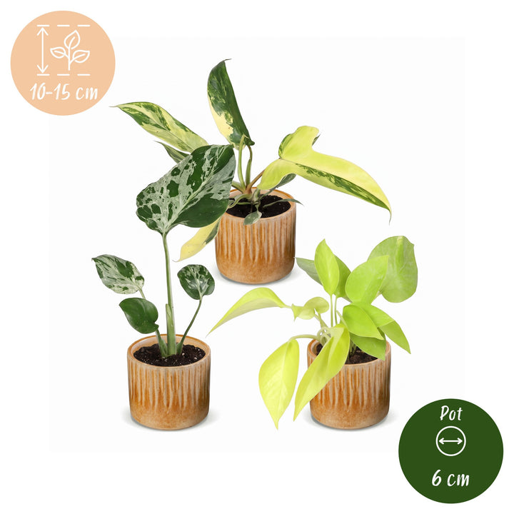 Baby Tropical Mix houseplants, pack of 3, image 5
