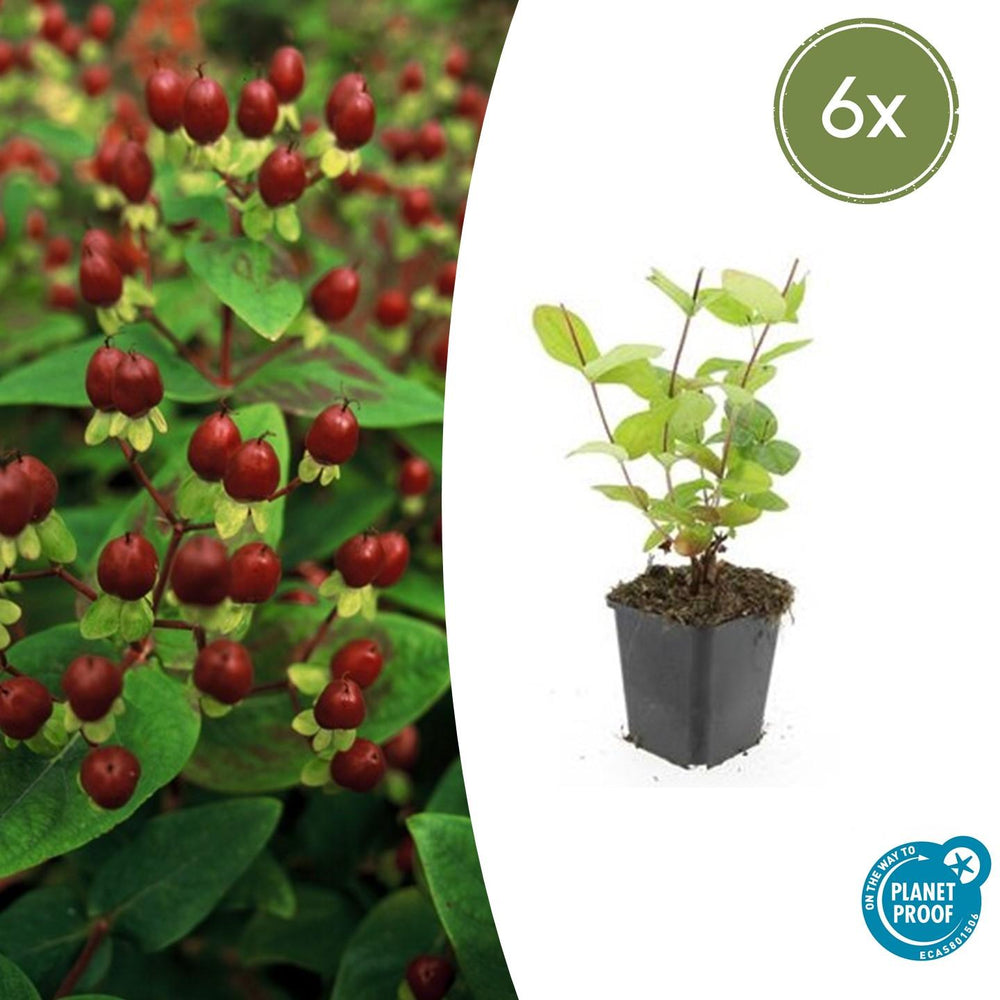 Healthy foliage and strong roots close-up of 6x Hypericum inodorum 'Beauty' - ↕10-25cm - Ø9cm