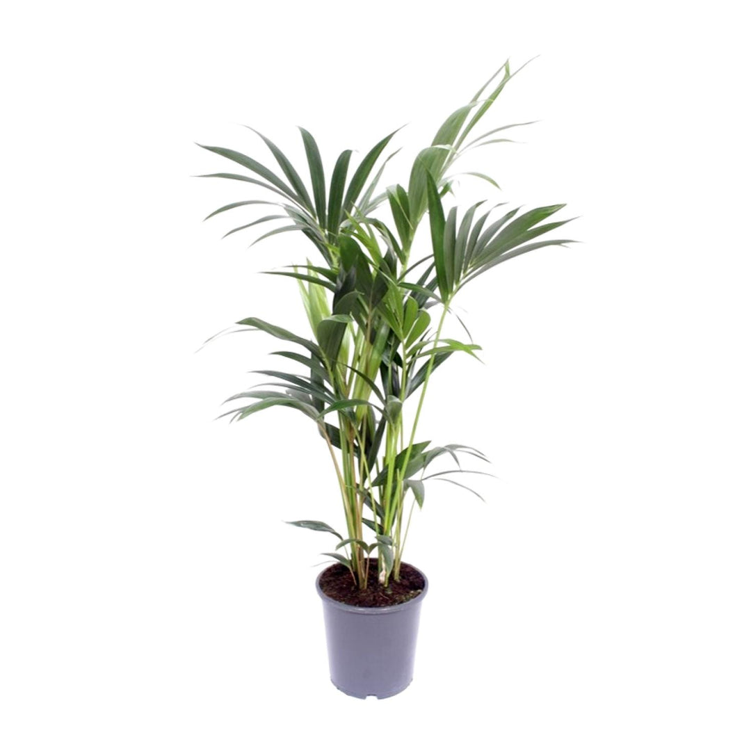 Kentia Palm Howea Forsteriana 120cm - Air Purifying Indoor Plant