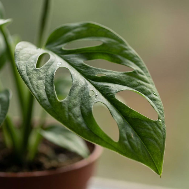 Monstera Adansonii - Monstera Adansonii - 4 Plants - Pot 12cm - Height - 25cm