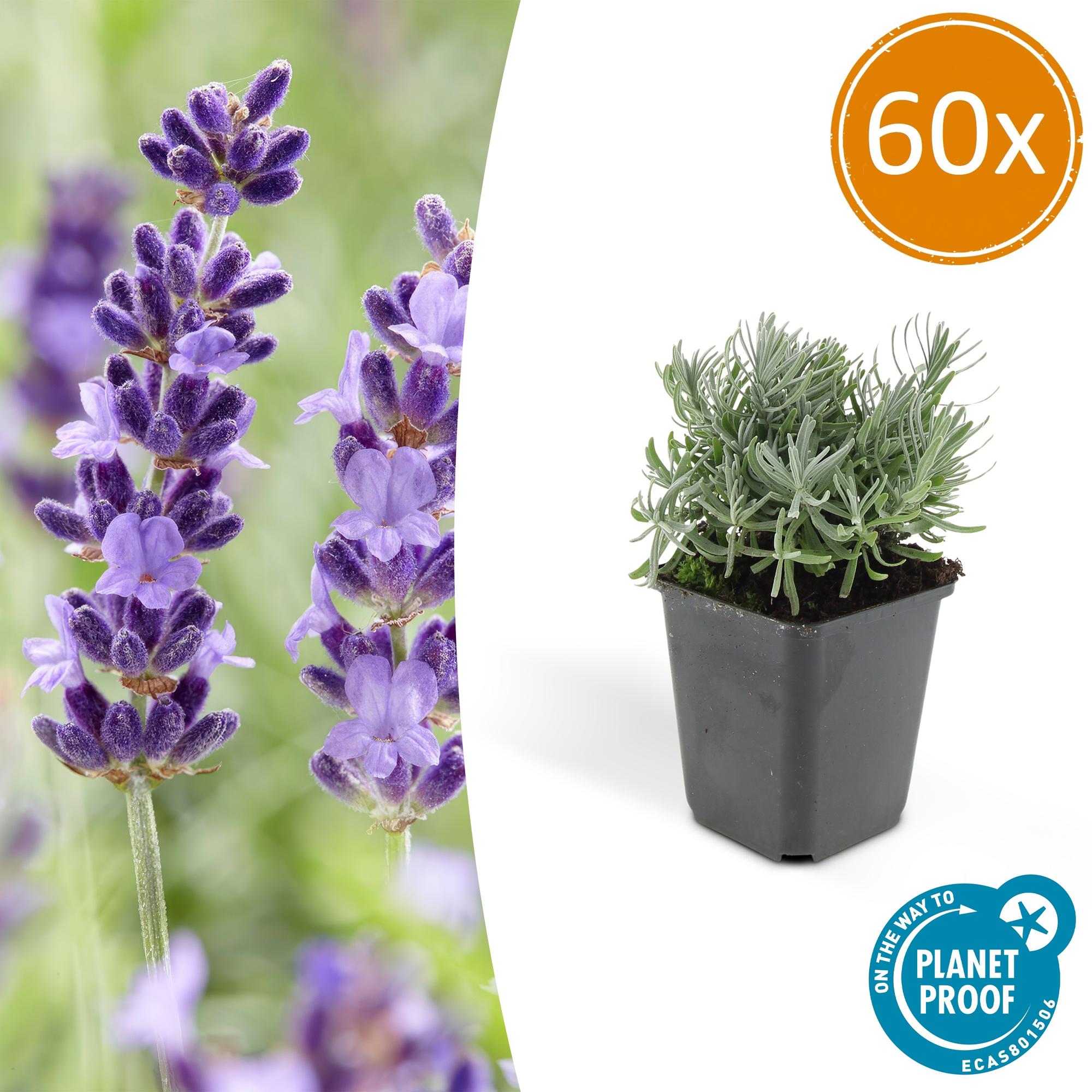 Pollinator Plants - Bee & Butterfly Garden Collection