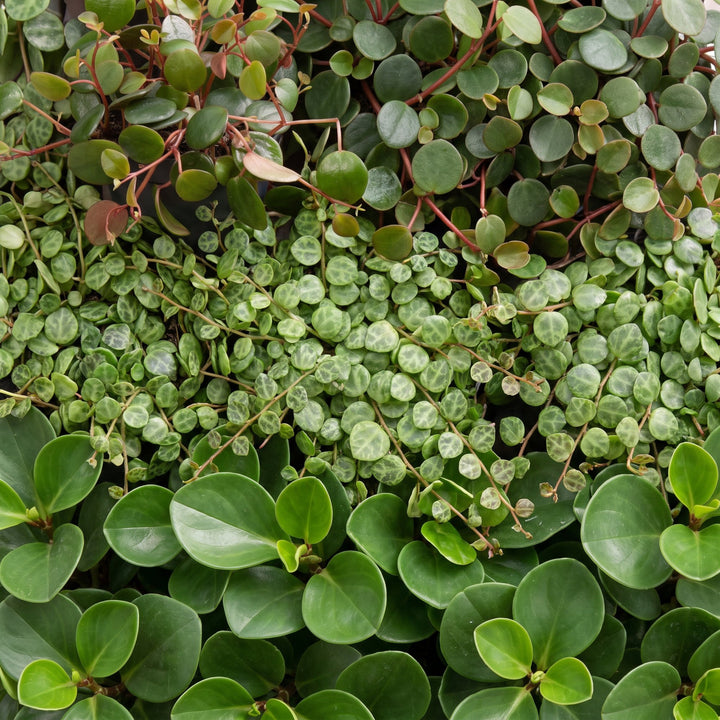 Baby Peperomia Mix houseplants, pack of 3, image 4
