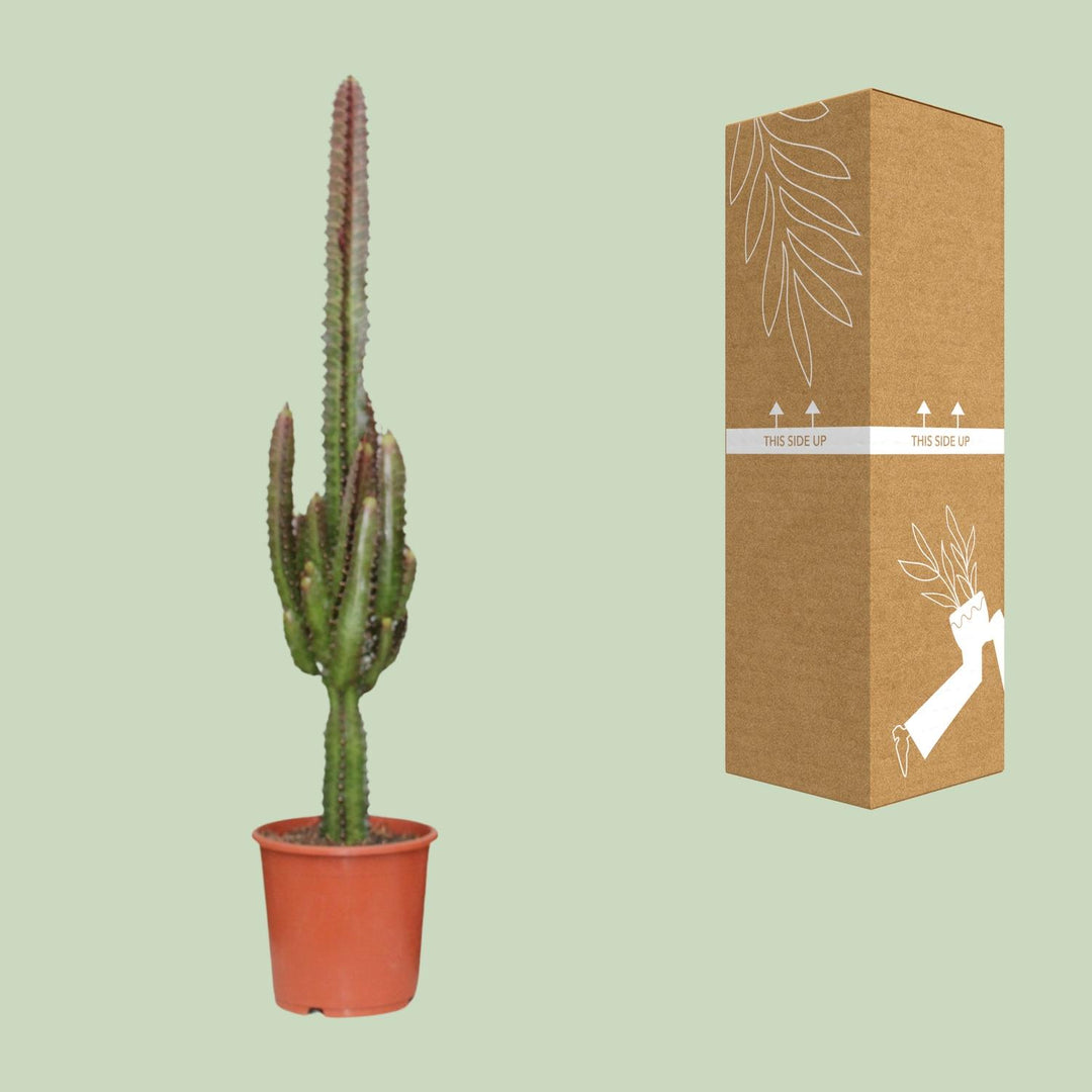 Euphorbia Trigona Rubra 70cm — African Milk Tree in 17cm pot