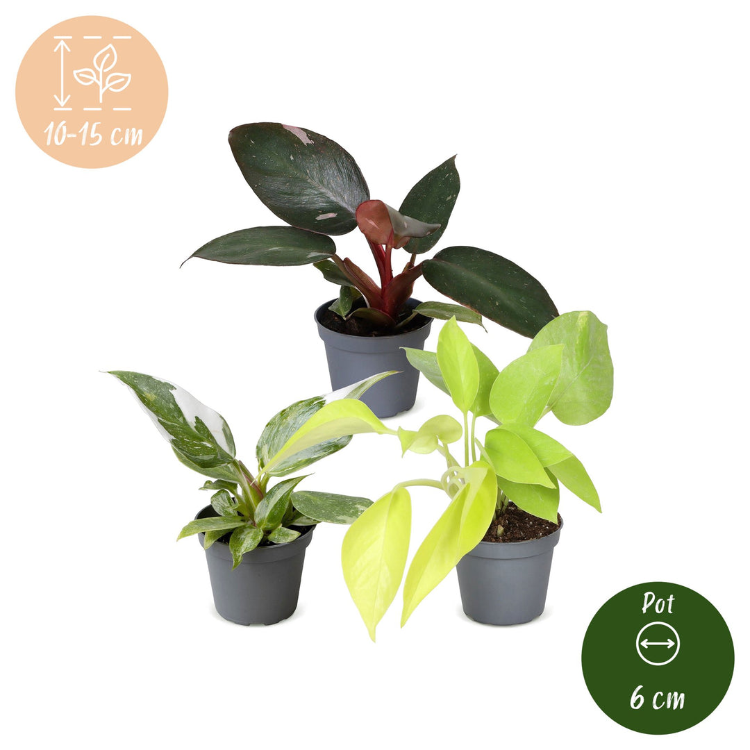 Baby Philodendron Tricolour trio, 3 indoor plants in 6cm pots, image 5