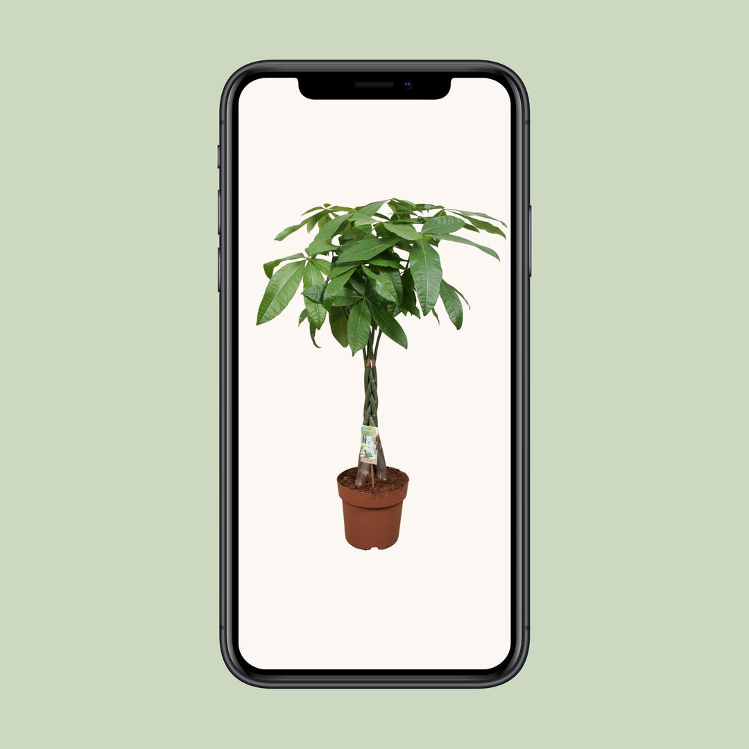 Money Tree Plant - Pachira Aquatica 120cm - Braided Trunk Houseplant