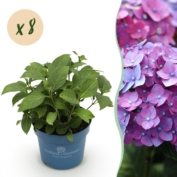 8 Hydrangea macrophylla Endless Summer Summer Love Purple plants in 14cm pots
