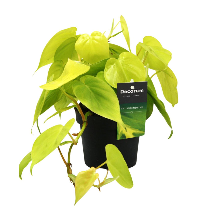 Philodendron plant in a 12cm pot, 20cm tall, vibrant green foliage, easy-care houseplant by Everspring.