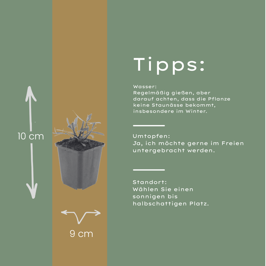 24x Gaura l. 'Whirling Butterflies' - ↕10-25cm - Ø9cm