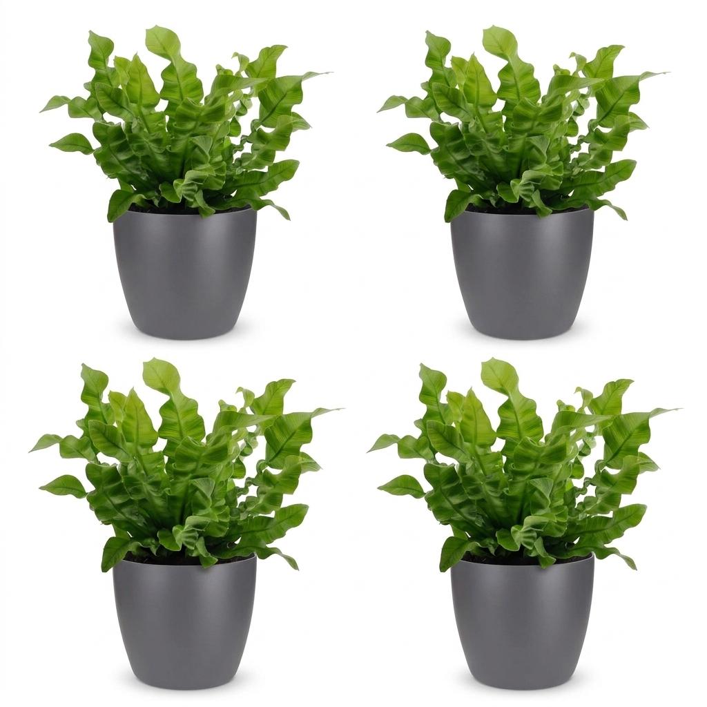 Asplenium Crispy Wave - Crispy Wave Fern - 4 Plants - with Potter Grijs - Pot 12cm - Height - 30cm