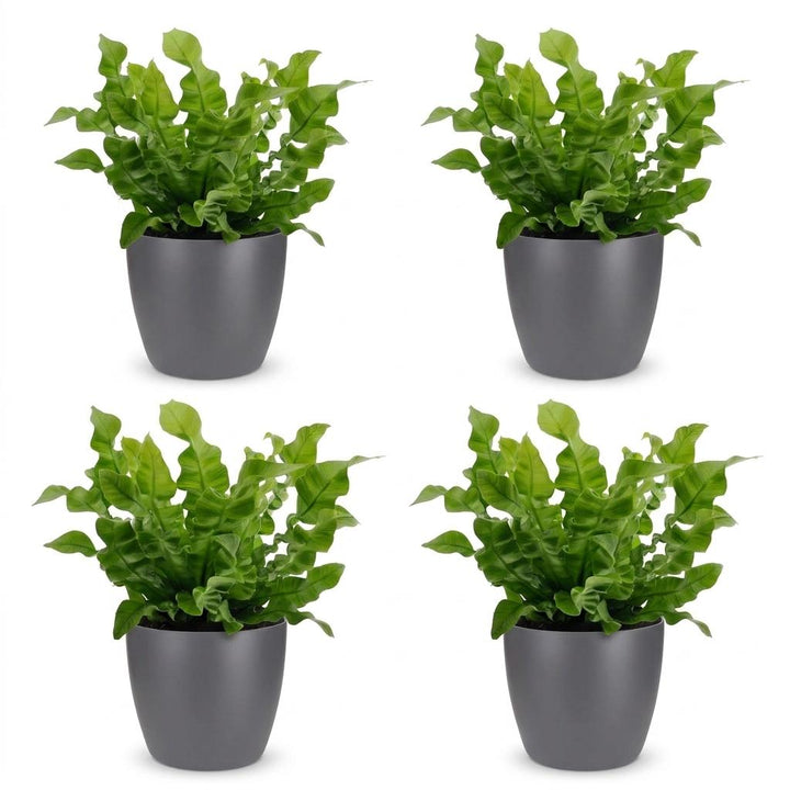 Asplenium Crispy Wave - Crispy Wave Fern - 4 Plants - with Potter Grijs - Pot 12cm - Height - 30cm