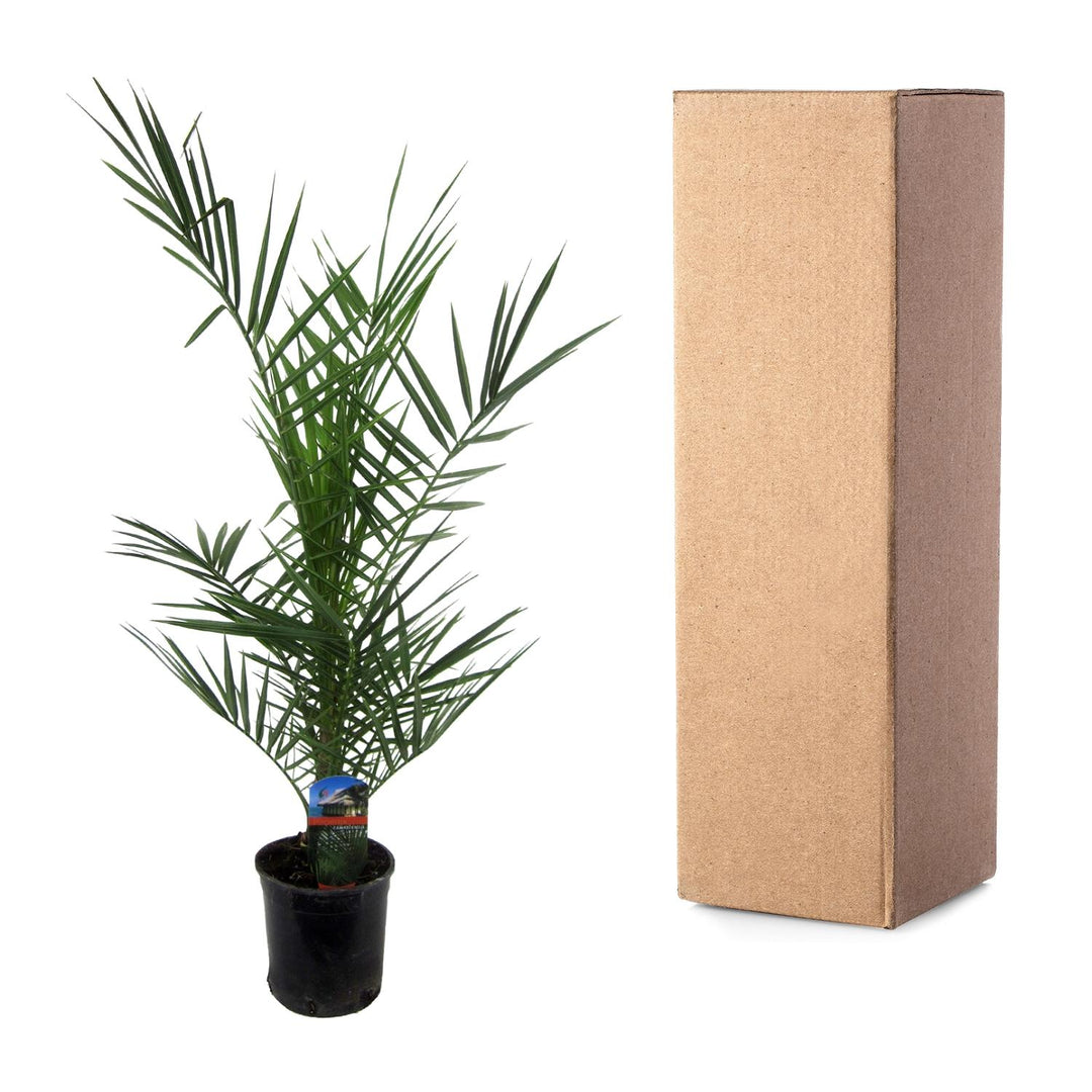 Phoenix Canariensis Canary Island Date Palm by Everspring, 80cm tall, lush green fronds, suitable for indoor or outdoor use.