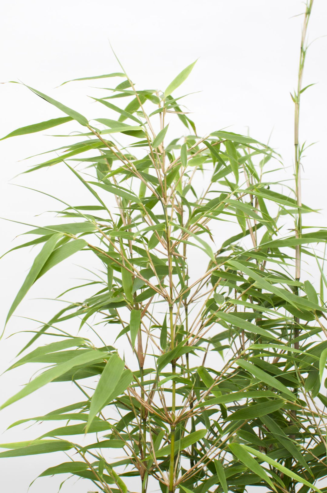 !2x Fargesia rufa - Non-Invasive Bamboo - Ø14cm - ↕40cm