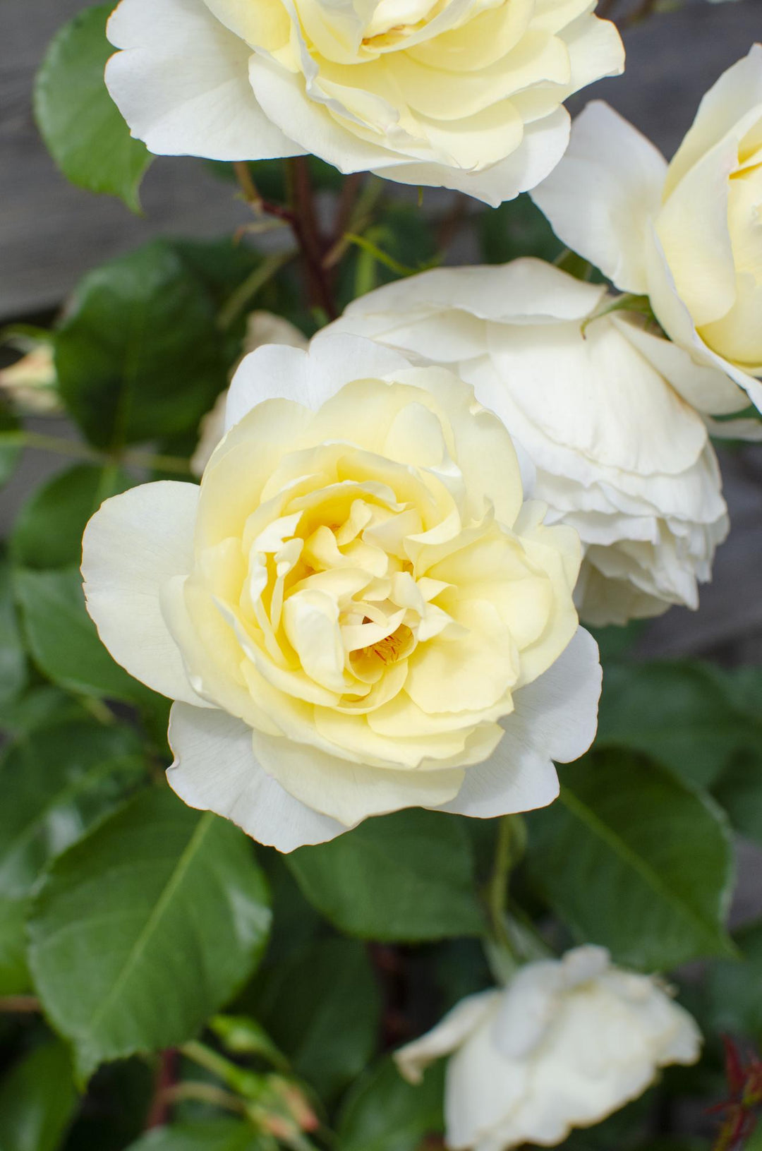 3x Rosa Crazy in Love Vanilla - Creamy White Climbing Rose - Ø15cm - ↕65cm