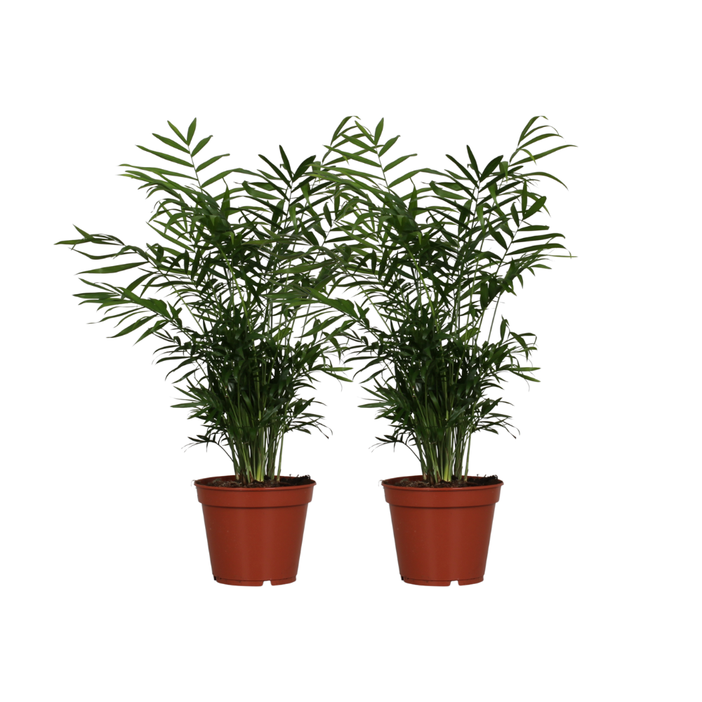 Chamaedorea Elegans Parlor Palm - 55cm Indoor Plant Easy Care