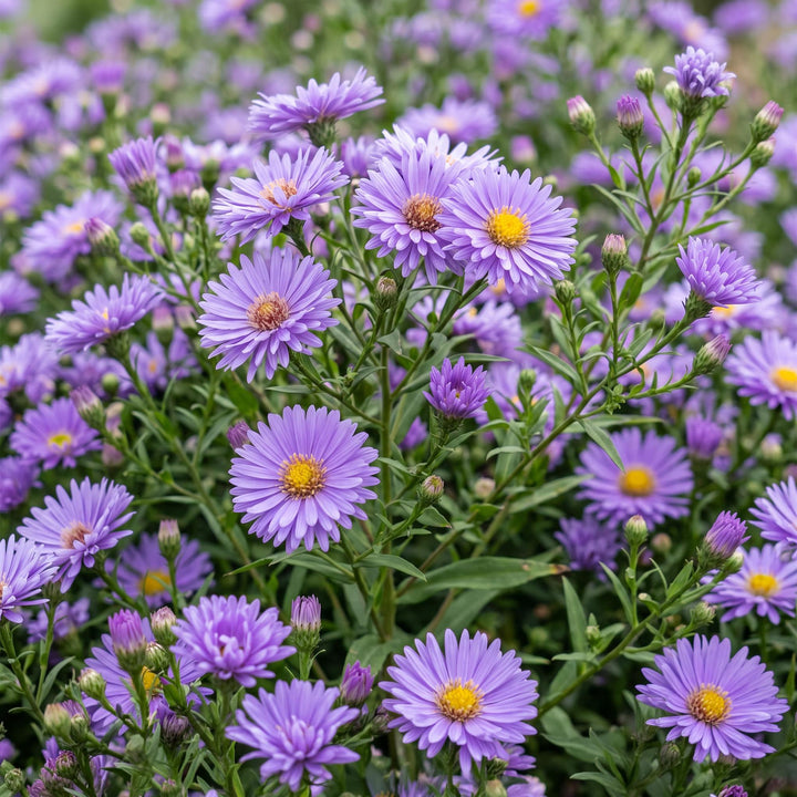 Plante vivace - Aster (D) Méditerranée - Aster de mer - Attire les abeilles et les papillons - Violet - 24 Plantes - Pot 11cm - Hauteur 15-25cm