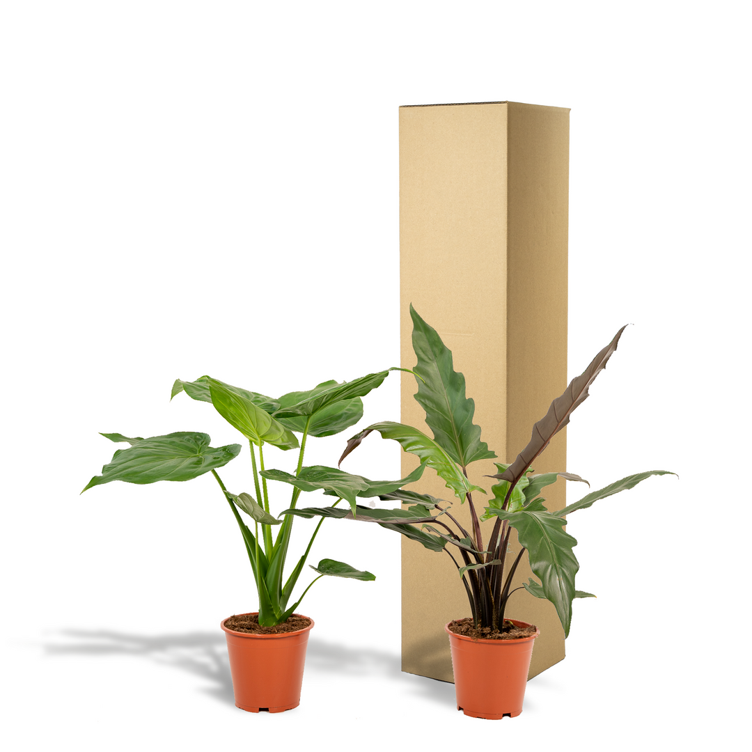 Alocasia Cucullata + Lauterbachiana Bundle - 19cm Pots Indoor Plants