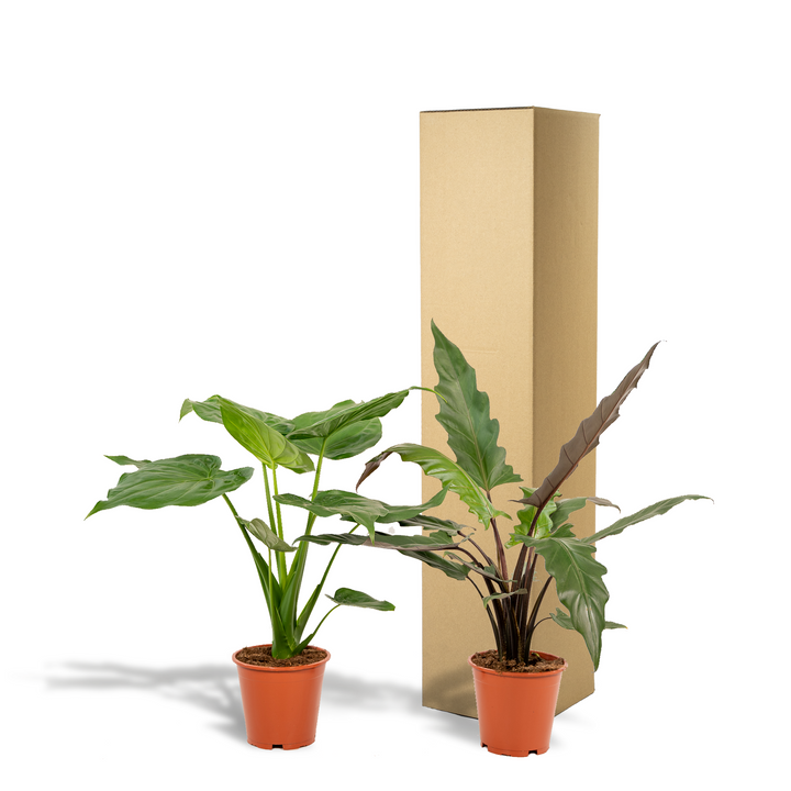 Alocasia Cucullata + Lauterbachiana Bundle - 19cm Pots Indoor Plants