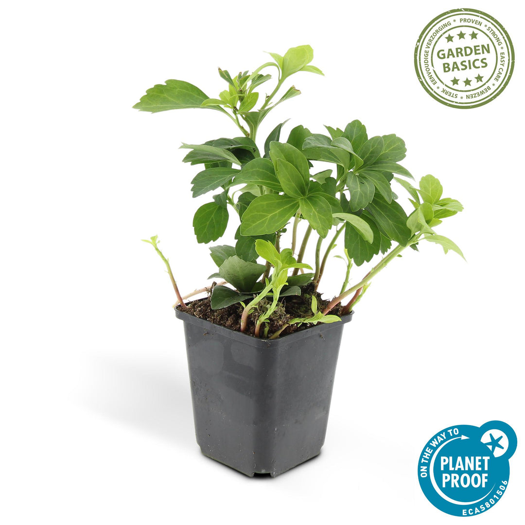 24x Pachysandra term. 'Green Carpet' - ↕10-25cm - Ø9cm