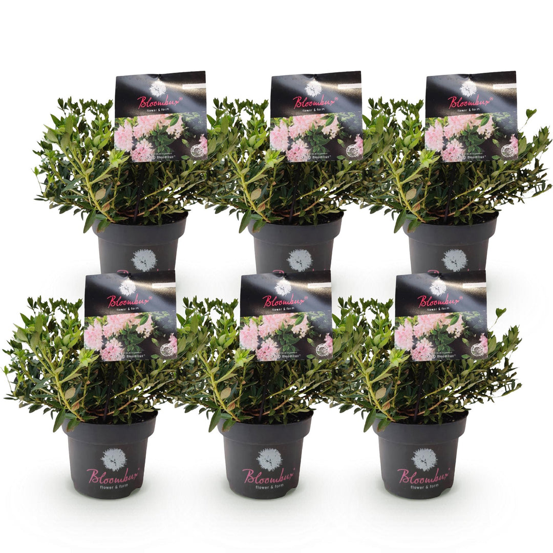 6 Rhododendron Bloombux Light Pink plants in 17cm pots, 30-40cm tall - view 2