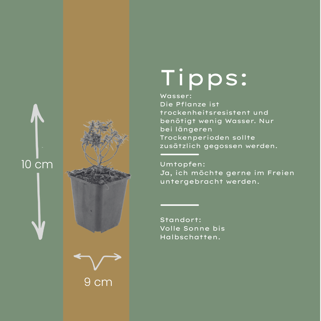 24x Iberis semp. 'Schneeflocke' - ↕10-25cm - Ø9cm