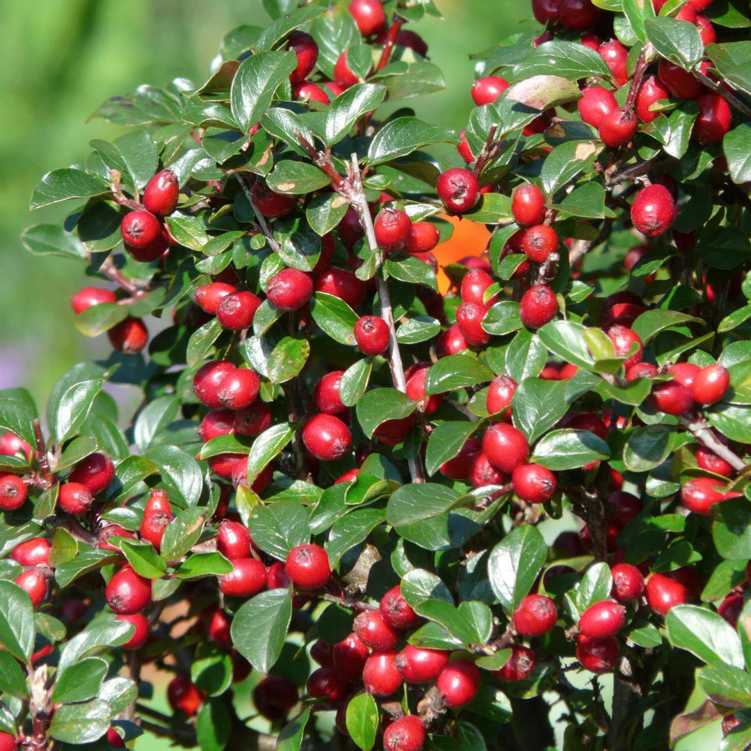 40x Cotoneaster dammeri 'Major' Hardy Ground Cover - 25cm - Ø9cm