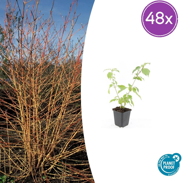 48x Orange-Stemmed Dogwood 10-25cm - Cornus 'Anny's Winter Orange'