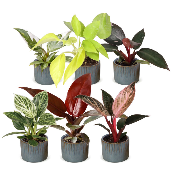 Baby Philodendron Family houseplants, pack of 6, image 2