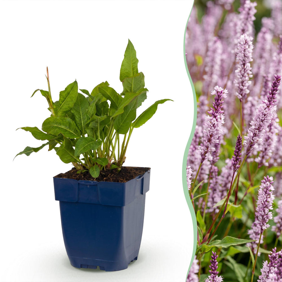 24 Persicaria amplexicaulis 'Rosea' plants in 11cm pots, 15-25cm tall