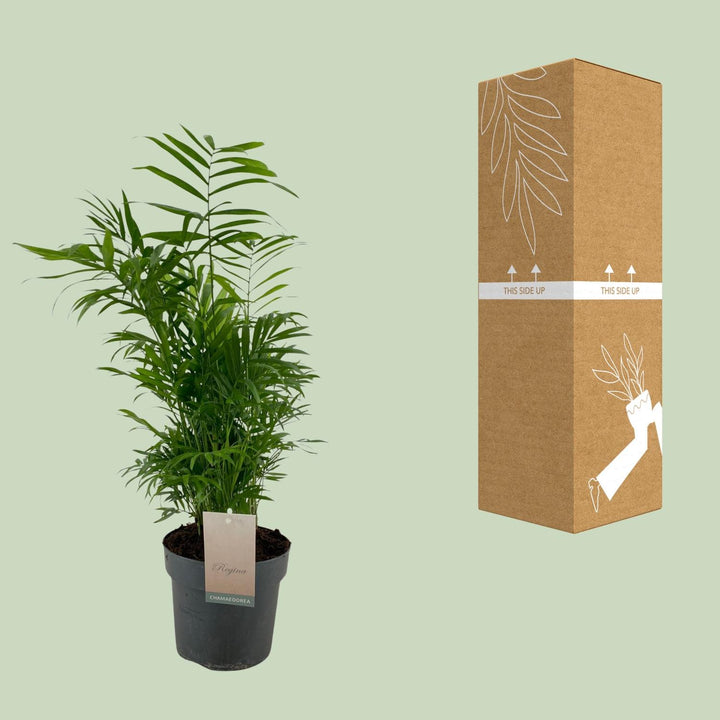 Alocasia Cucullata & Wentii Mix - Air Purifying Indoor Plants