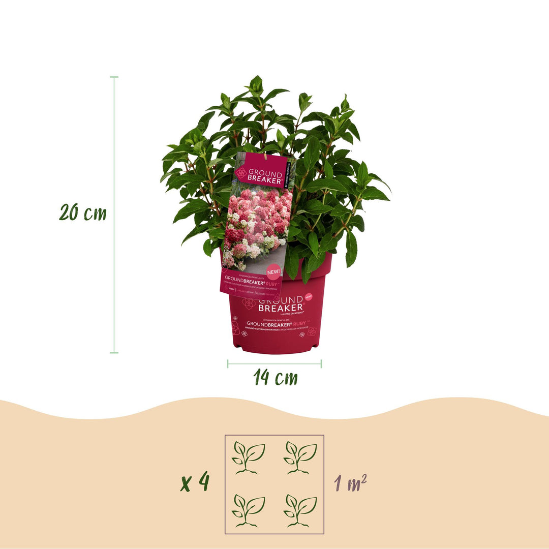 8 Hydrangea paniculata Groundbreaker Ruby plants in 14cm pots - view 3