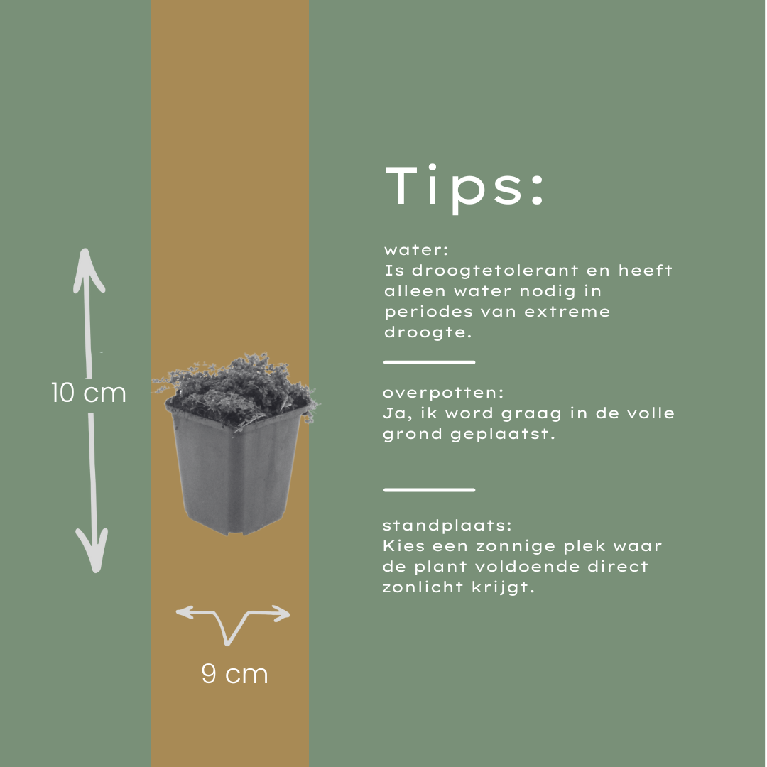 24x Thymus praecox 'Purple Beauty' - ↕10-25cm - Ø9cm