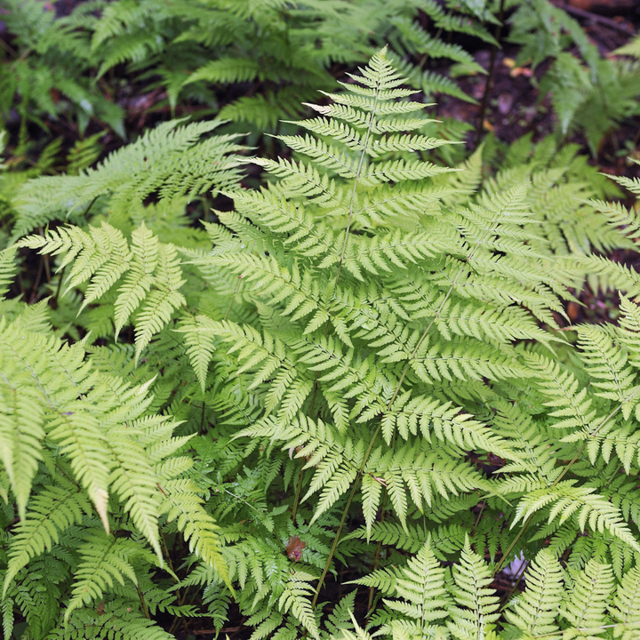 Dryopteris filix-mas Male Fern plants, pack of 24, image 8