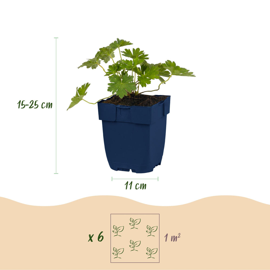12 Geranium 'Rozanne' cranesbill plants in 11cm pots, 15-25cm tall - view 2