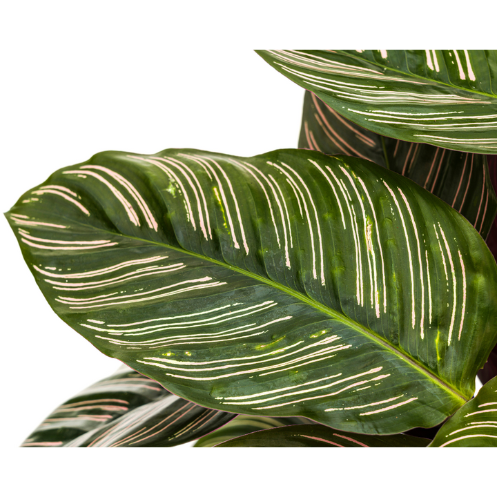 Calathea ornata Sanderiana - view 4