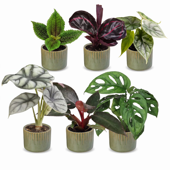 Baby Jungle Mix tropical foliage plants, pack of 6, image 2