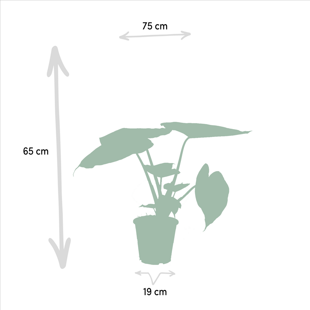 Alocasia Cucullata & Wentii Mix - Air Purifying Indoor Plants