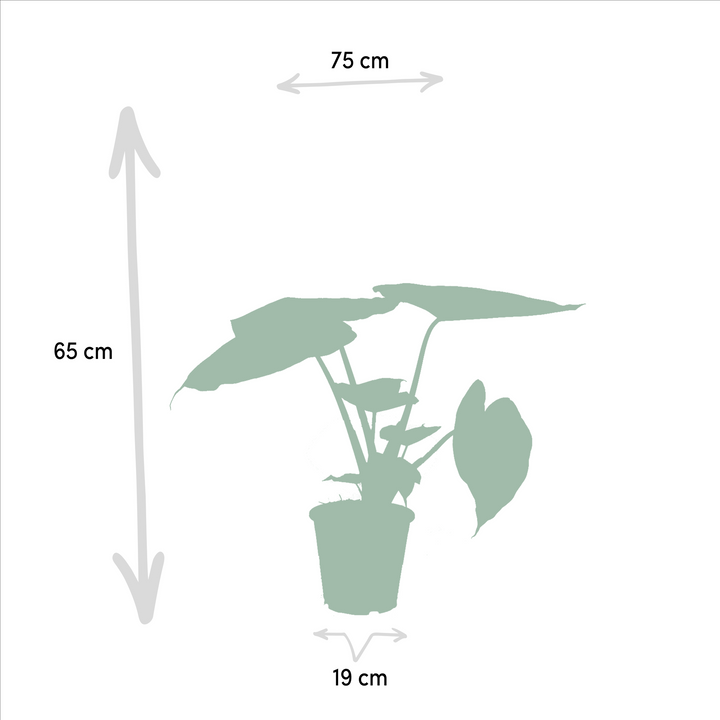 Alocasia Cucullata & Wentii Mix - Air Purifying Indoor Plants