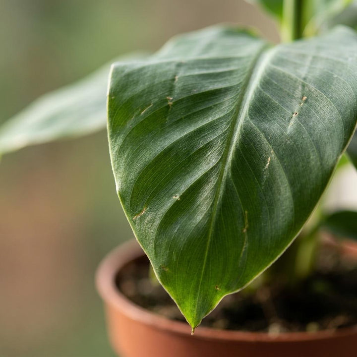 Musa Oriental Dwarf - Oriental Dwarf Banana - 4 Plants - Pot 12cm - Hoogte - 30cm