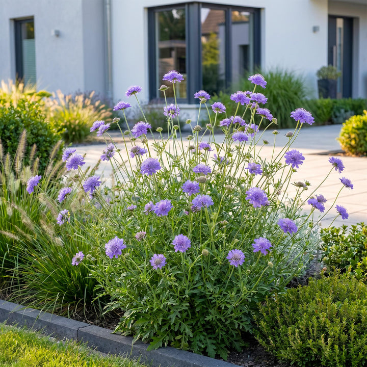 24 Scabiosa columbaria 'Butterfly Blue' pincushion flower plants, 15-25cm - view 6