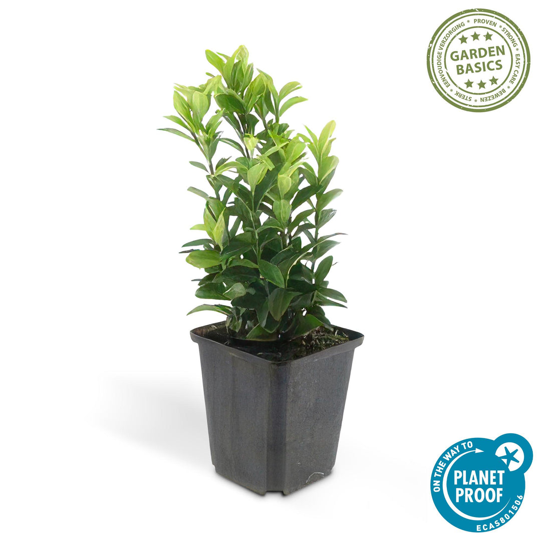 40x Euonymus Green Spire Evergreen Hedge - 10-25cm - Ø9cm