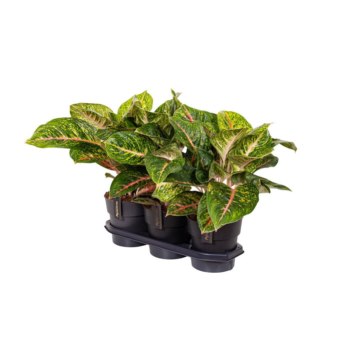 Aglaonema Spring Red Houseplant 60cm - Low Light Indoor Plant