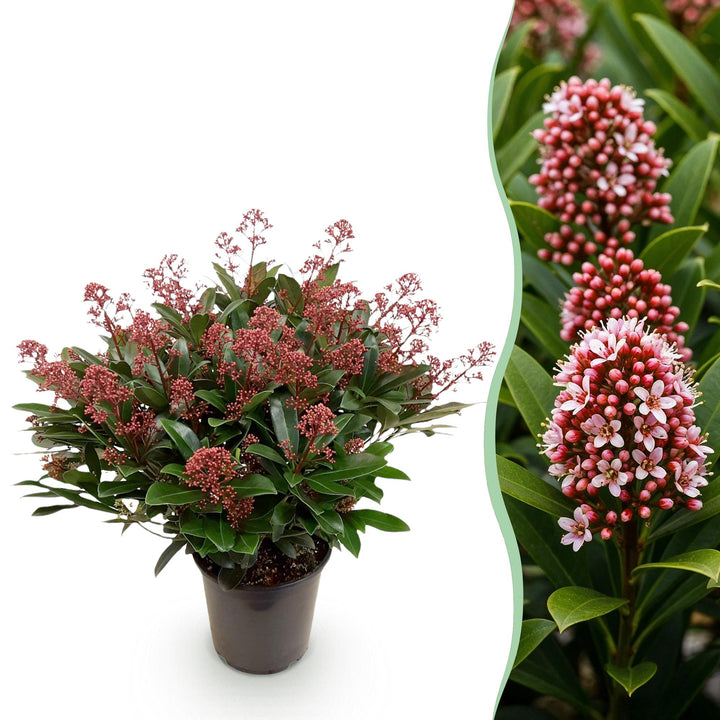 Skimmia japonica 'Rubella' in a 19cm pot, 60cm tall