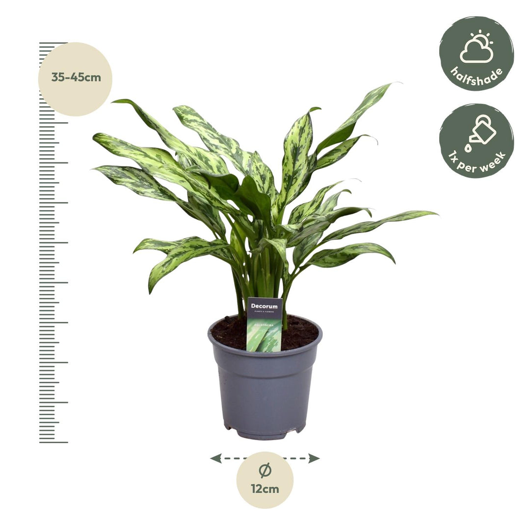 Aglaonema Juliette Chinese Evergreen - Silver Striped Indoor Plant