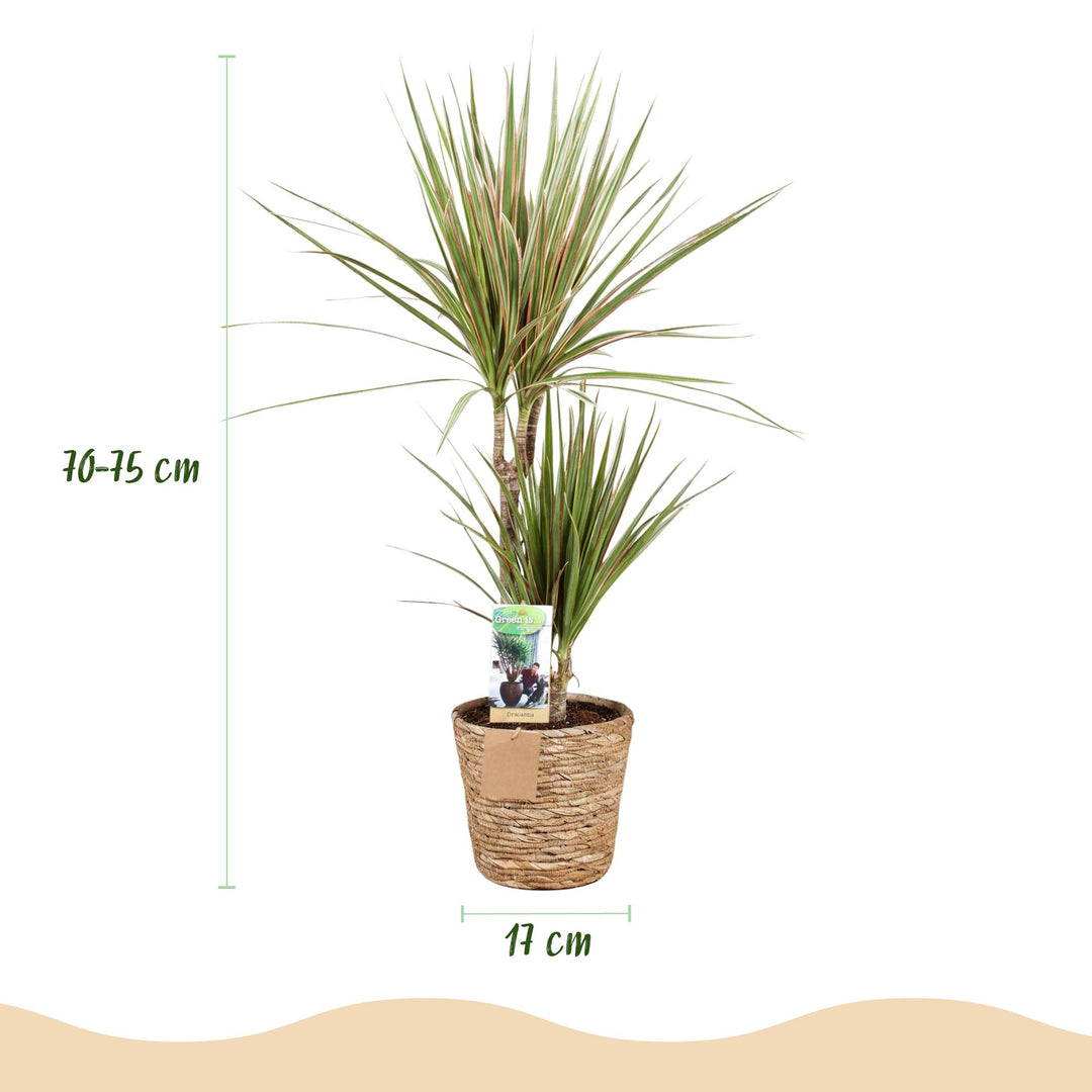 Dracaena 'Sunray' (Dracaena marginata 'Sunray'), detail view 2