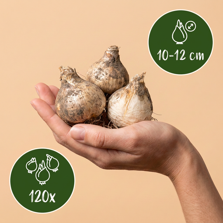 Allium Purple - White Mix ornamental onion bulbs, pack of 120, image 3